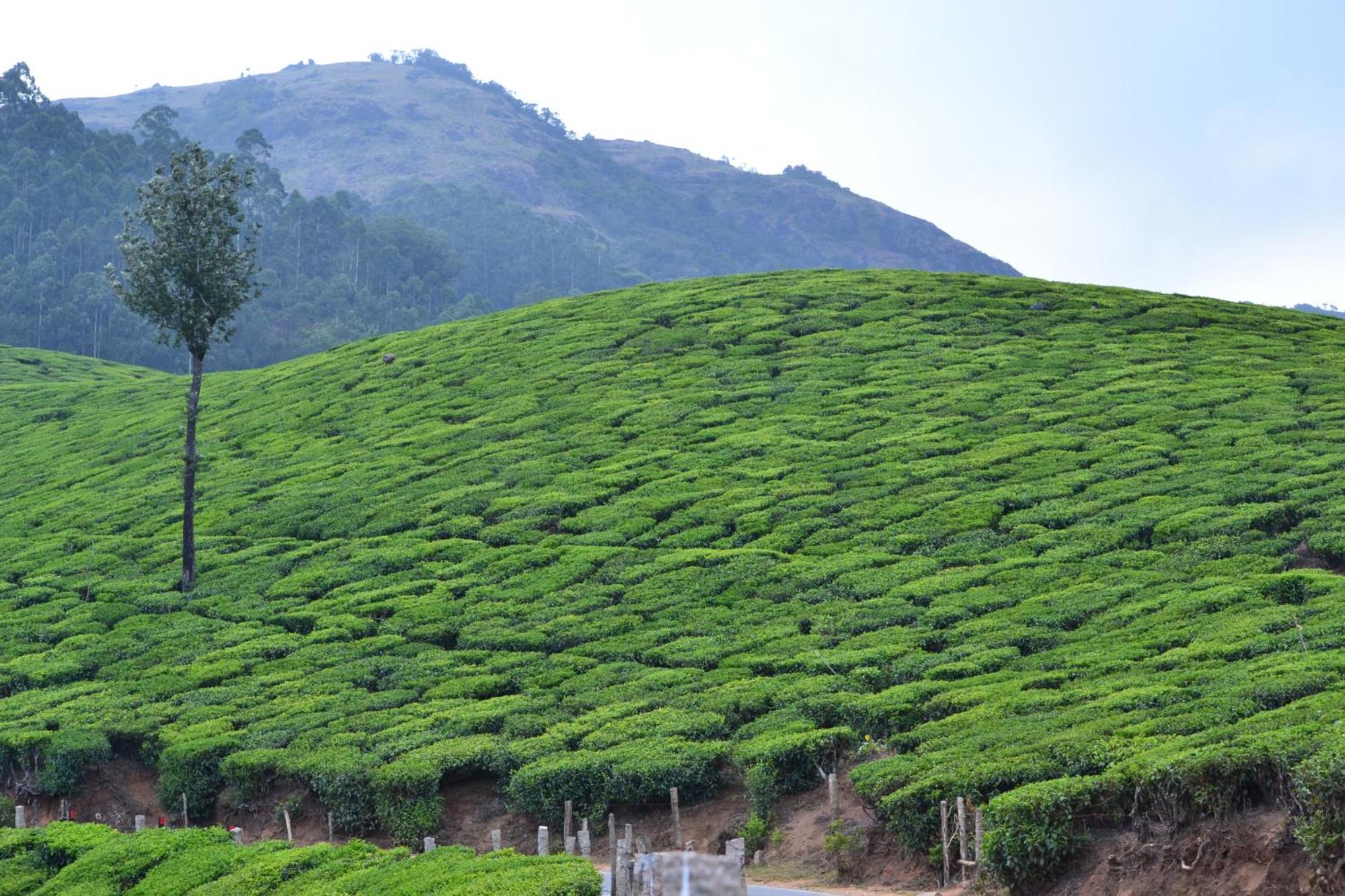 Arabian Nights Munnar Vila Exterior foto